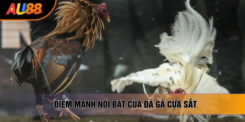 Điểm mạnh nổi bật của đá gà cựa sắt Điểm mạnh nổi bật của đá gà cựa sắt