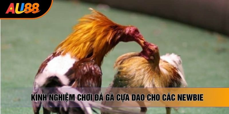 Kinh nghiệm chơi đá gà cựa dao cho các newbie Kinh nghiệm chơi đá gà cựa dao cho các newbie