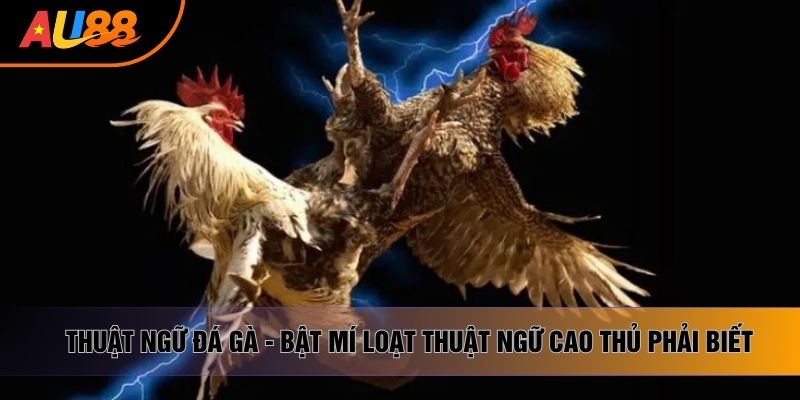 Thuật Ngữ Đá Gà - Bật Mí Loạt Thuật Ngữ Cao Thủ Phải Biết
