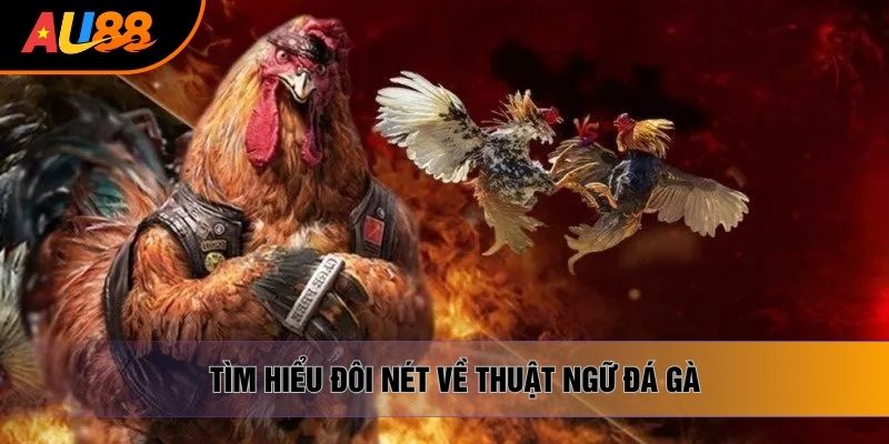 Tìm hiểu đôi nét về thuật ngữ đá gà Tìm hiểu đôi nét về thuật ngữ đá gà